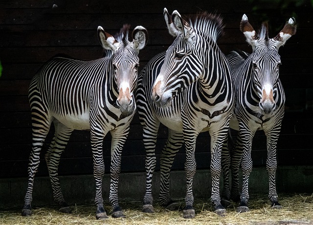 Waarom is Zoo Wuppertal zo bijzonder?